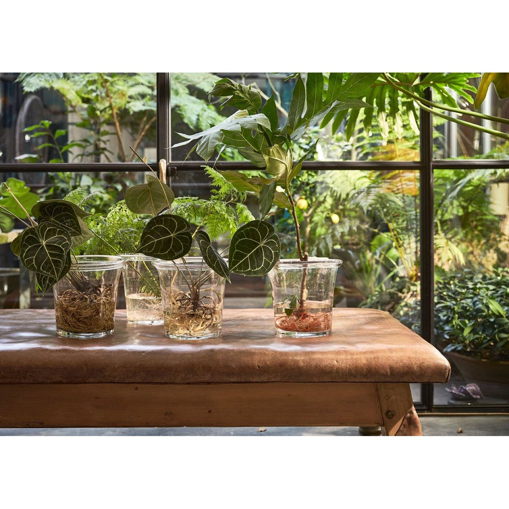 Solid Glass Flower Pot (26cm diameter) - House of Orange